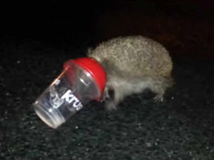 Supporting image for story: Victory for Shropshire hedgehog charity in KFC cups fight