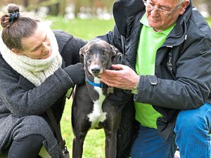 Supporting image for story: A dog will often pick his owner 