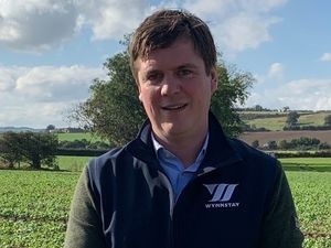 Supporting image for story: How to give ruminants an ‘A’ rating for efficiency