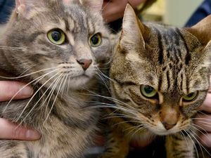 Supporting image for story: Miaow could you? Tipton cats appeal for love