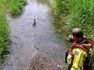 Supporting image for story: RSPCA action to save stuck duck