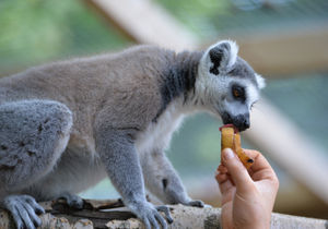 Julian, a ring tailed lemur enjoys an ice lolly prepared to help keep him cool at at Telford's Exotic Zoo