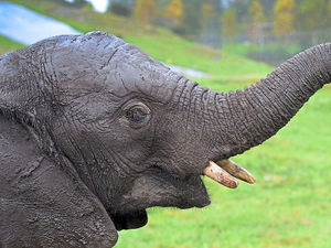 Supporting image for story: Peter Rhodes on elephants, coincidences and piling on the summer pounds