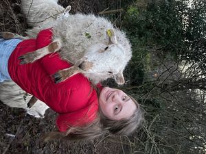 Supporting image for story: Runaway sheep return home from woolly adventure thanks to Star readers