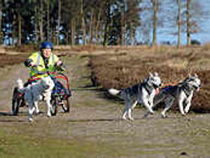 Supporting image for story: Call of the wild for fans of husky races
