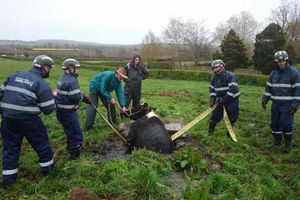 Supporting image for story: Cow rescued after slurry pit concrete gives way at Shropshire farm