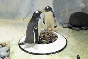 Supporting image for story: Pucker up: Birmingham's Sea Life Centre prepares for potential spring arrivals