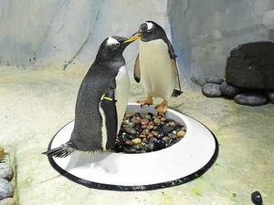 Supporting image for story: Pucker up: Birmingham's Sea Life Centre prepares for potential spring arrivals