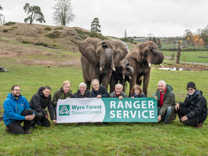 Supporting image for story: Green-fingered volunteers feed West Midland Safari Park elephants