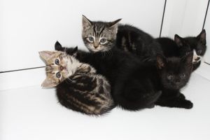 The five kittens were found in a skip which was about to be crushed