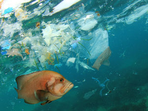 Supporting image for story: Shropshire MP co-signs bill to stop plastics washing out from clothes into water