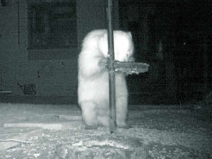 Supporting image for story: Rare albino badger is all white in the Telford night