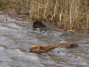 Supporting image for story: Back after 400 years: Beavers return to Mid Wales nature reserve