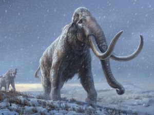 Supporting image for story: World’s oldest DNA analysed in mammoth remains