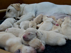 Supporting image for story: Guide Dog gives birth to litter of 14