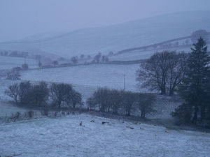 Sheep in a field at Llanfihangel Nant Melan near New Radnor. Image: Andy Compton