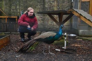 Dan Ashfield. Aladdin the Peacock, rescued from the Pea Fowl enclosure.