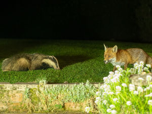 Supporting image for story: Unlikely double act captured by photographer - in his Telford garden