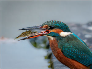 Female Kingfisher with Stickleback