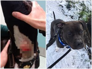 Supporting image for story: Man jailed after slashing throat of pet dog with carving knife in sickening attack