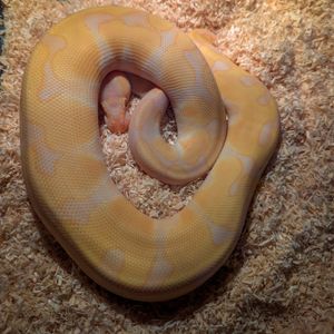 Royal python relaxing in store