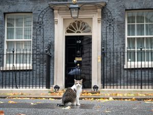 Supporting image for story: New kitten will join Starmer family in Downing Street, Prime Minister reveals