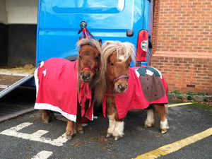 One of the star attractions will be pony petting and feeding. 