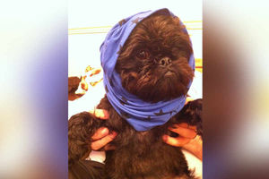 Manni dresses up as an Ewok, taken by Julia Green in Fallings Park