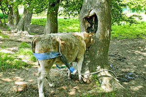 The cow with its head stuck in the tree