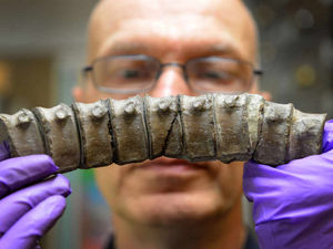 Supporting image for story: IN PICTURES: Fossil exhibition you can really dig