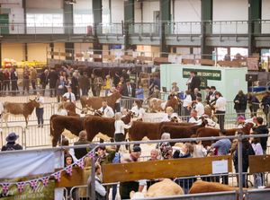 Supporting image for story: Final preparations under way for Staffordshire County Show which is expecting record crowds