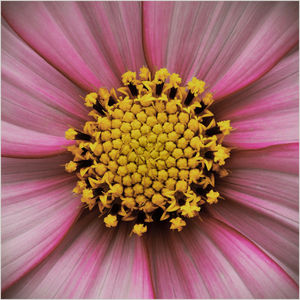 Mark Jones – Cosmos Flower