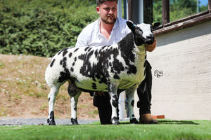 Taking the pre-sale championship and top price of the day of 2800gns at Worcester on Saturday for the Dutch Spotted sale was Wedderburn Ingot. 