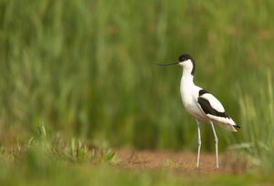 Avocet in wet grassland