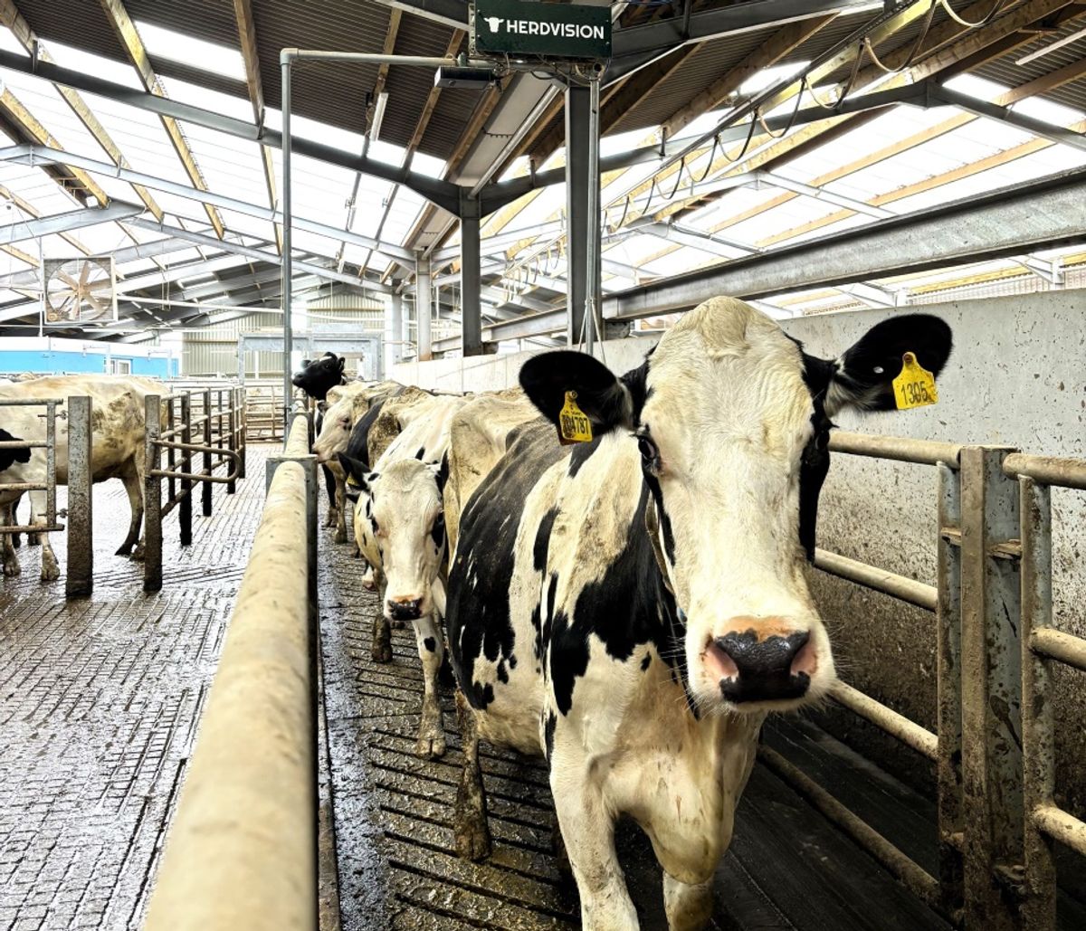 Cutting-edge 3D monitoring transforms dairy farming