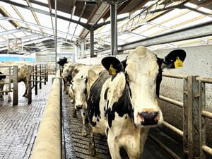 Supporting image for story: Cutting-edge 3D monitoring transforms dairy farming
