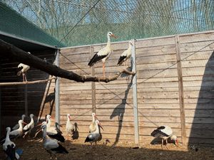 Supporting image for story: A&E for injured wild birds opens at Warsaw Zoo in Poland