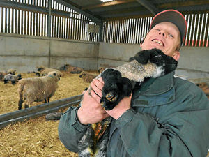 Supporting image for story: Spring bounce for new lambs at West Bromwich farm