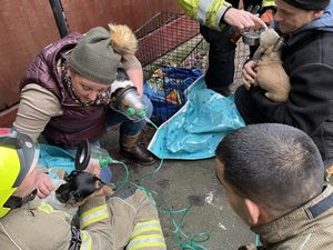 Supporting image for story: Dogs given oxygen after being rescued from Dudley house fire
