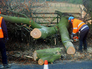 Supporting image for story: Motorist escapes as tree topples