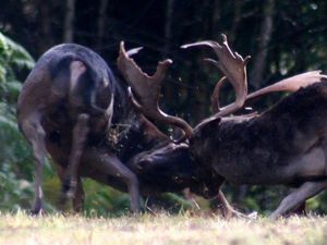 Supporting image for story: Rising deer population on Cannock Chase leads to calls for a cull as rutting season starts