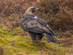 Supporting image for story: Police investigate after golden eagle found with shotgun injuries