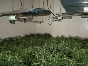 Supporting image for story: 282 cannabis plants found in latest Smethwick bust