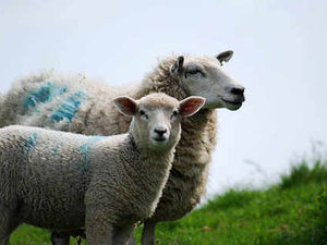 Supporting image for story: Farming Talk: Electronic tag system can be confusing