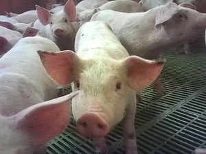 Supporting image for story: Supermarkets suspend supplies from pig farm after animal cruelty reports