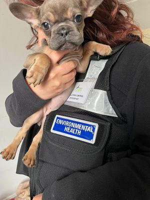 Five French Bulldog puppies were found at the address without their mother and with no access to food or water. Photo: Cannock Chase Council.