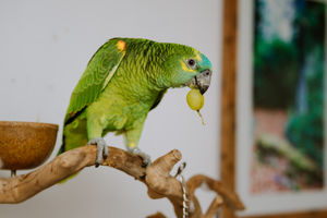 Lola is two years old