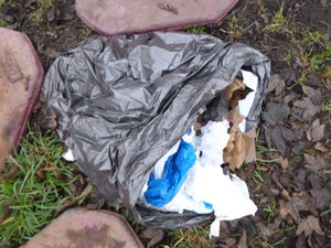 Supporting image for story: Newborn puppies found dead in canal after being dumped in bin liner