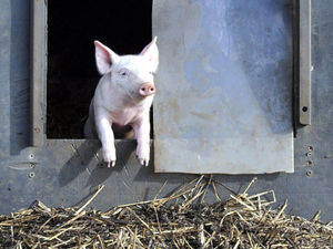 Supporting image for story: Farming Talk: Pig producers in challenge to improve profits