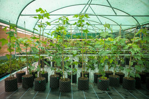 The Sycamore Gap seedlings at the National Trust Plant Conservation Centre in August 2024. Photo: James Dobson/National Trust Images/PA Wire